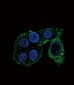 CYP2S1 Antibody (C-term)